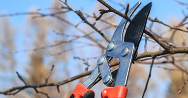 novi pruning