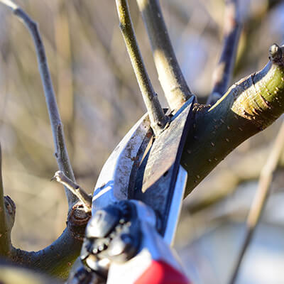 pruning