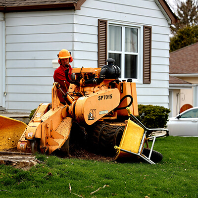 tree service