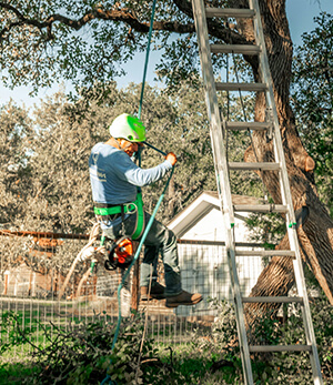 tree care in garden