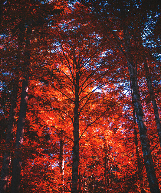 trees in Commerce, MI